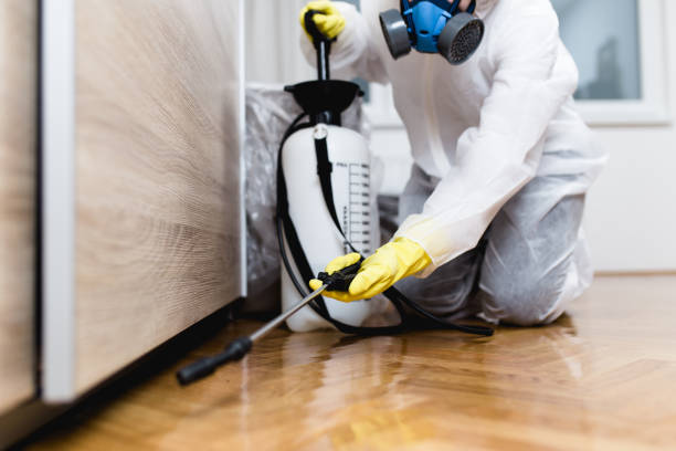 Best Termite Control Services  in Antwerp, OH